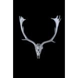 Angelo Fallow deer skull swarovski prints limited edition