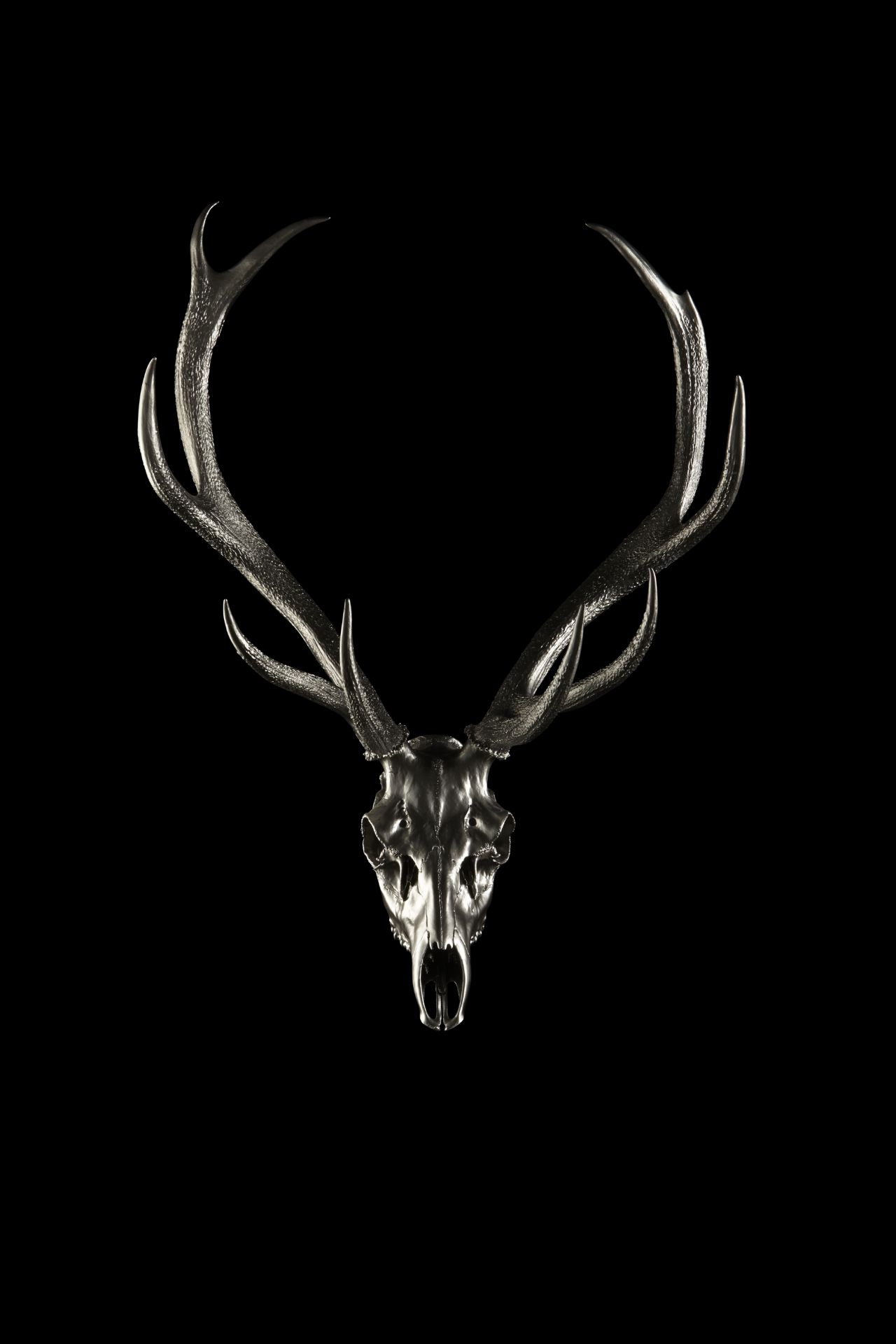 Mimiteh Portait Skull Photography Highland stag art chrome limited edition