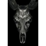 STAG SKULL PHOTOGRAPHY ‘MIMITEH’ CLOSE UP highland stag limited edition