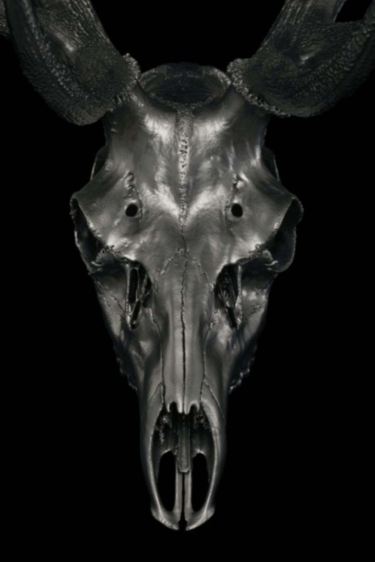 STAG SKULL PHOTOGRAPHY ‘MIMITEH’ CLOSE UP highland stag limited edition