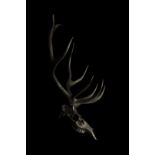 STAG SKULL PRINT ‘MIMITEH’ PROFILE chrome stags head animal photography