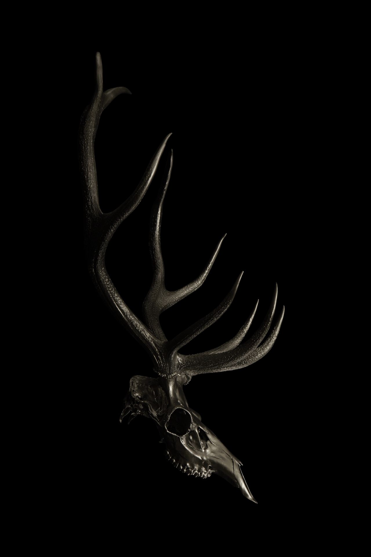 STAG SKULL PRINT ‘MIMITEH’ PROFILE chrome stags head animal photography