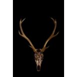 Hanovi Portrait Stags head deer skull photography art limited edition