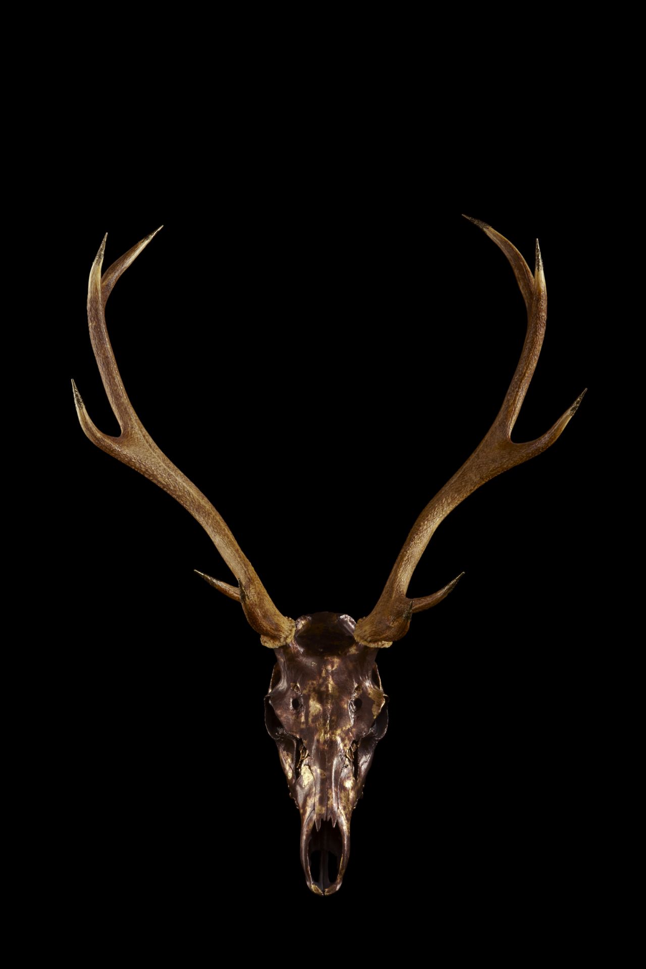 Hanovi Portrait Stags head deer skull photography art limited edition