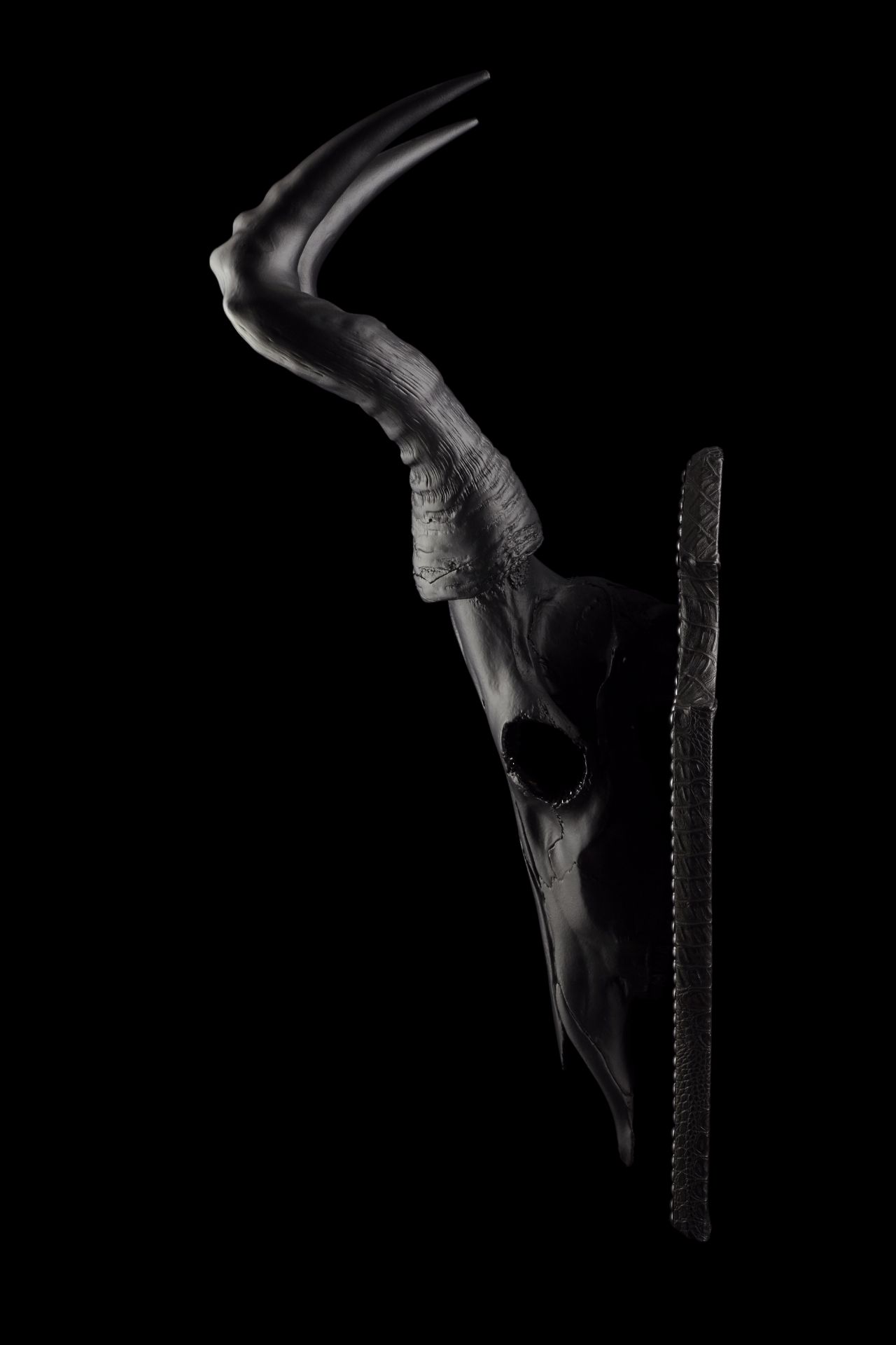 Giza Kuvali Profile Limited edition skull sculpture Animal Photography limited edition