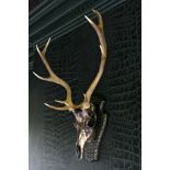 Baratheon Game of thrones inspired Stags head skull sculpture Art