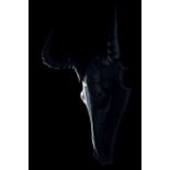 Fari limited editon skull photography AFRICAN Art photography animal skull