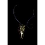 Donoma Print stags head photograhy skull sculpture