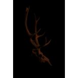 Langan Highland stag Photography Skull art