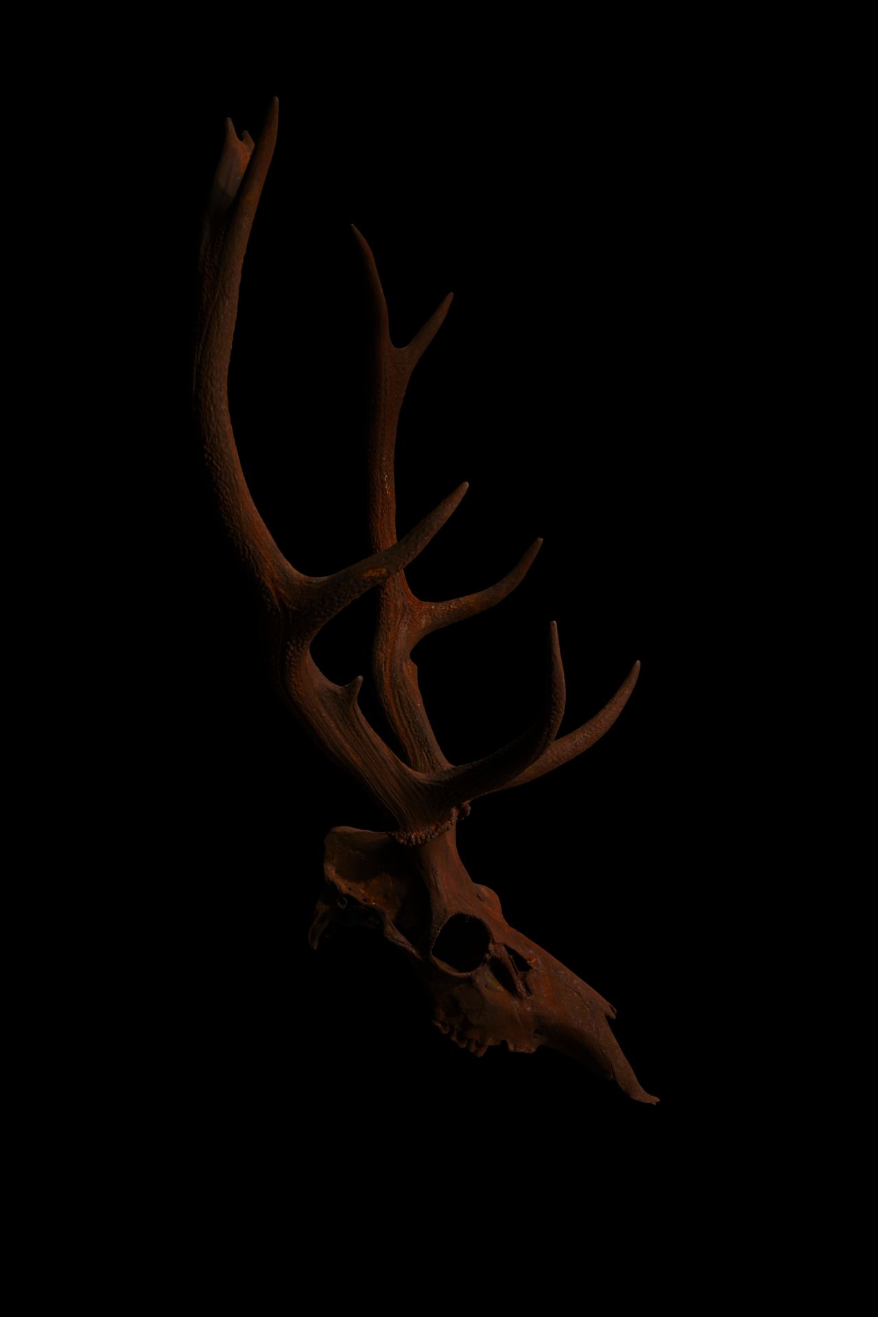 Langan Highland stag Photography Skull art