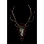 Angeni Portrait Stags Head Photography Skull ART limited edition