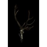 Angeni Highland stag Skull Limited edition photography animal print