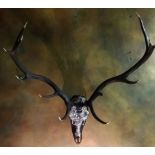 Hearne the Huntress 12 point Stags head sculpture mother of pearl mosaic matt black .