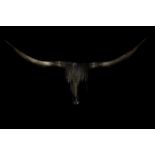 TEXAS LONGHORN PRINT ‘NAYATI’ LANDSCAPE skull photography limited edition