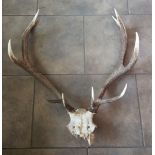 Set of Deer Antlers 10 points with Skull