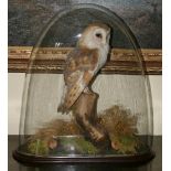 Vintage Barn Owl Taxidermy in Oval Glass Case