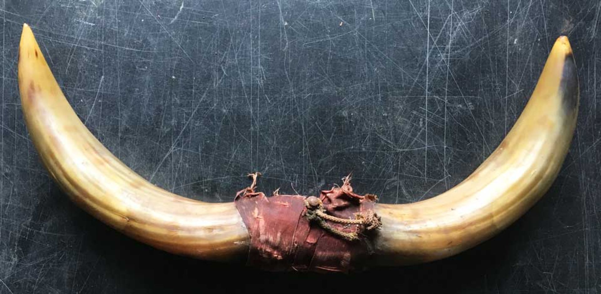A Pair of Cow Horns