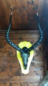 Lulu Swala African Impala skull sculpture decorated with mother of pearl and swarovski