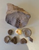 Antique Collection 8 Fossils