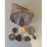 Antique Collection 8 Fossils