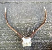 Set of Deer Antlers 6 points with Skull