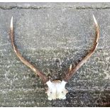 Set of Deer Antlers 6 points with Skull