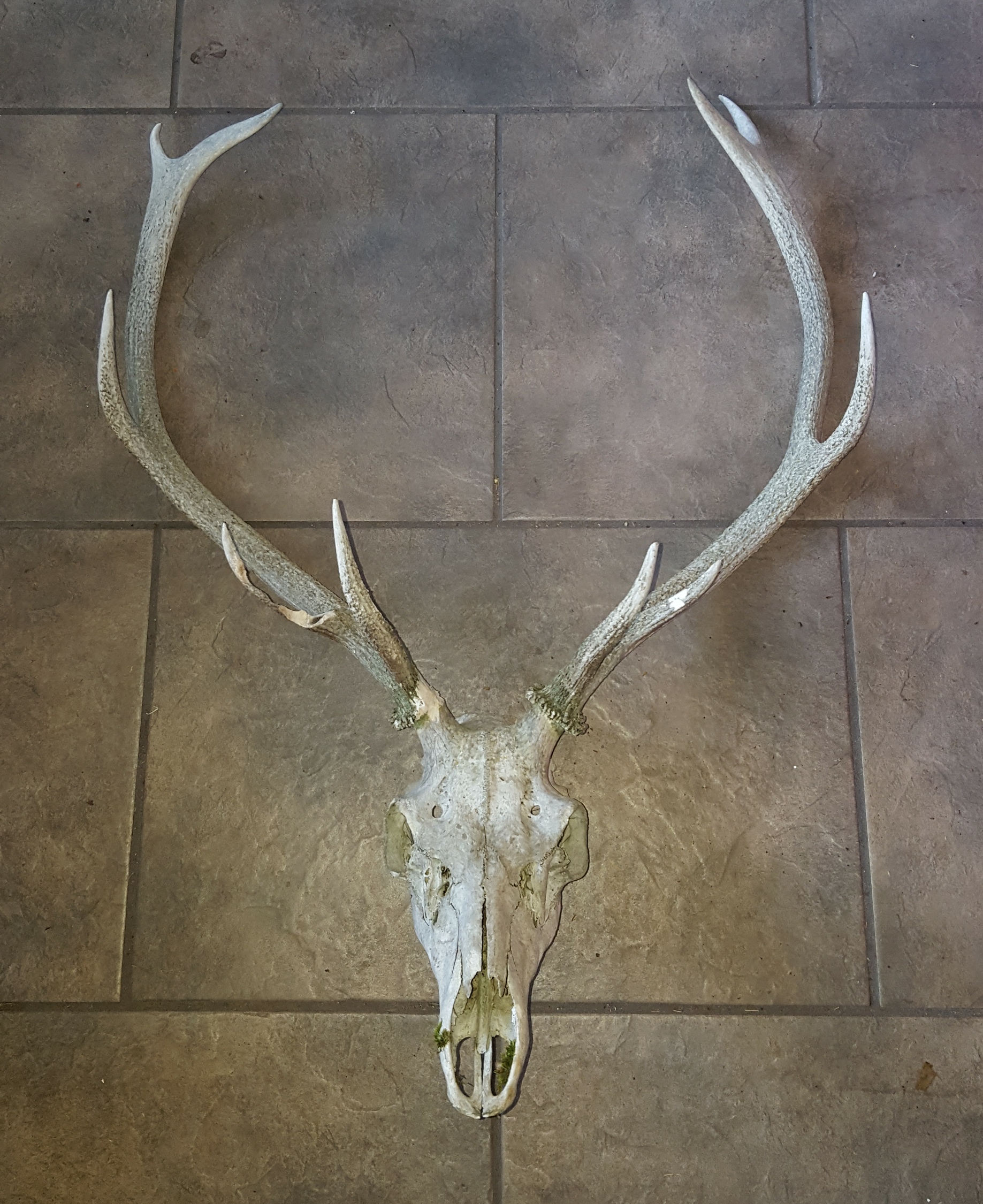 Set of Deer Antlers 10 points with Skull