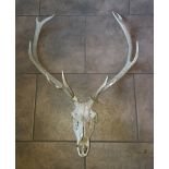 Set of Deer Antlers 10 points with Skull