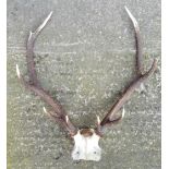 Vintage Deer Antlers & Part Face Mask 8 Points