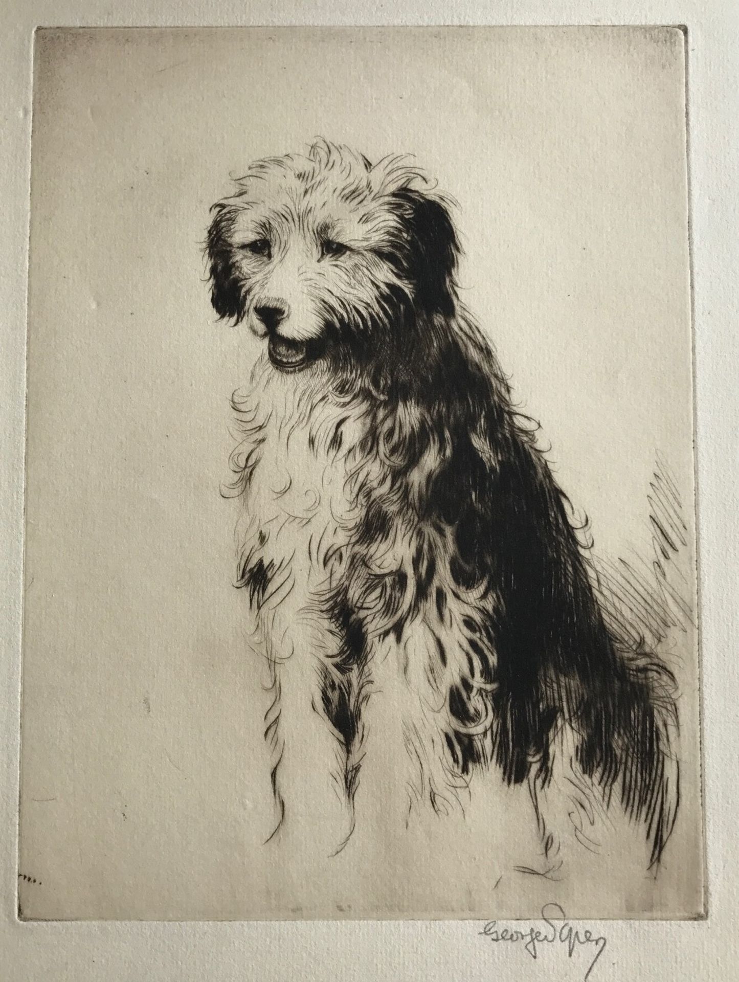 Signed Etching Dog study by George Soper George Soper 1870-1942 RI exhibited RA, RSA