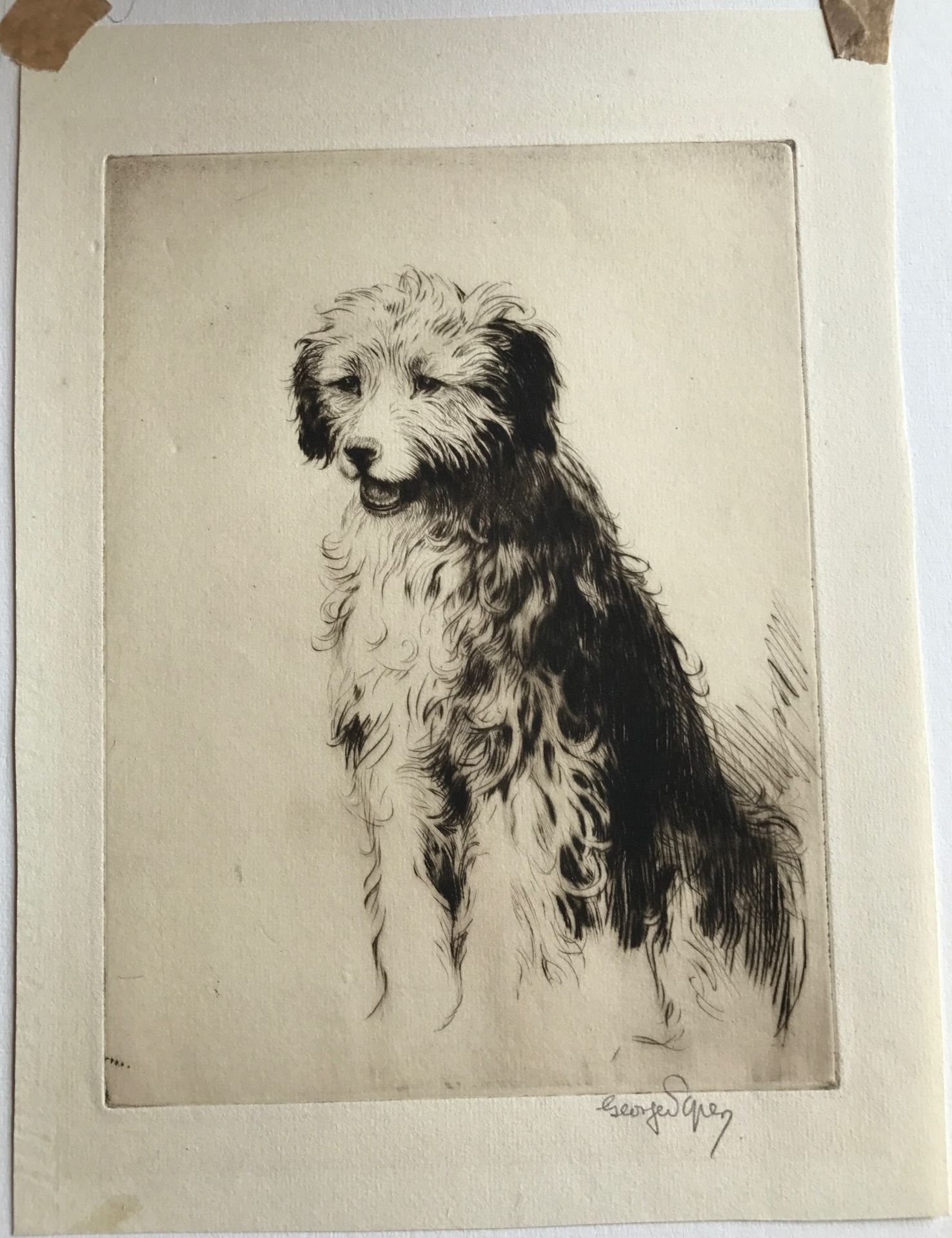 Signed Etching Dog study by George Soper George Soper 1870-1942 RI exhibited RA, RSA - Image 2 of 4