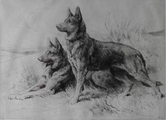 Alsatians German Shepherd etching by Herbert Thomas Dicksee RE (English, 1862 - 1942)