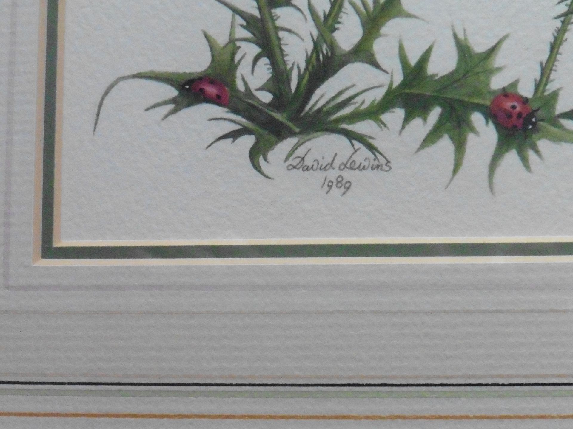 Botanical watercolour by David Lewins British artist Thistle and butterflies - Image 3 of 4