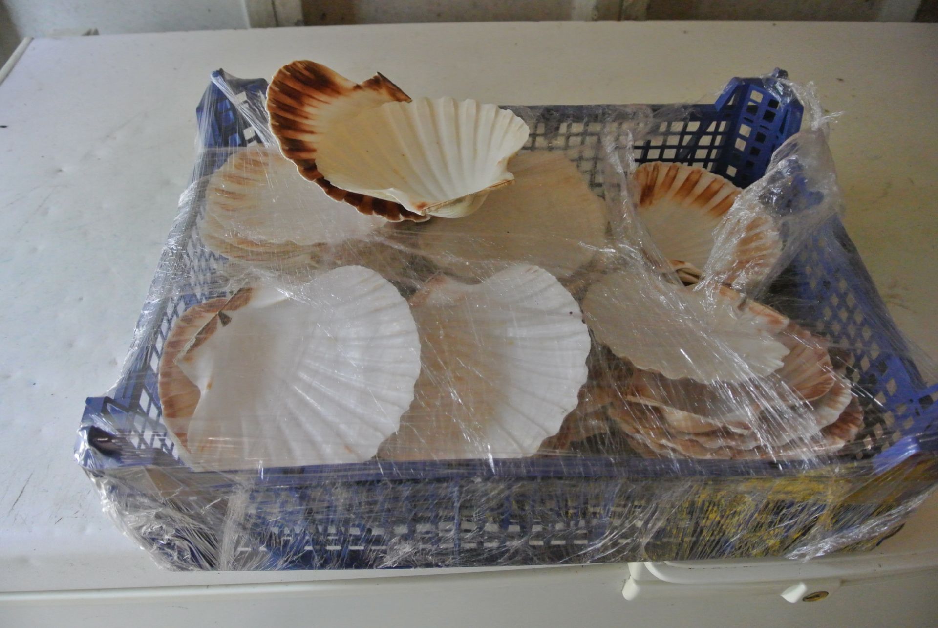 Scallop Shells