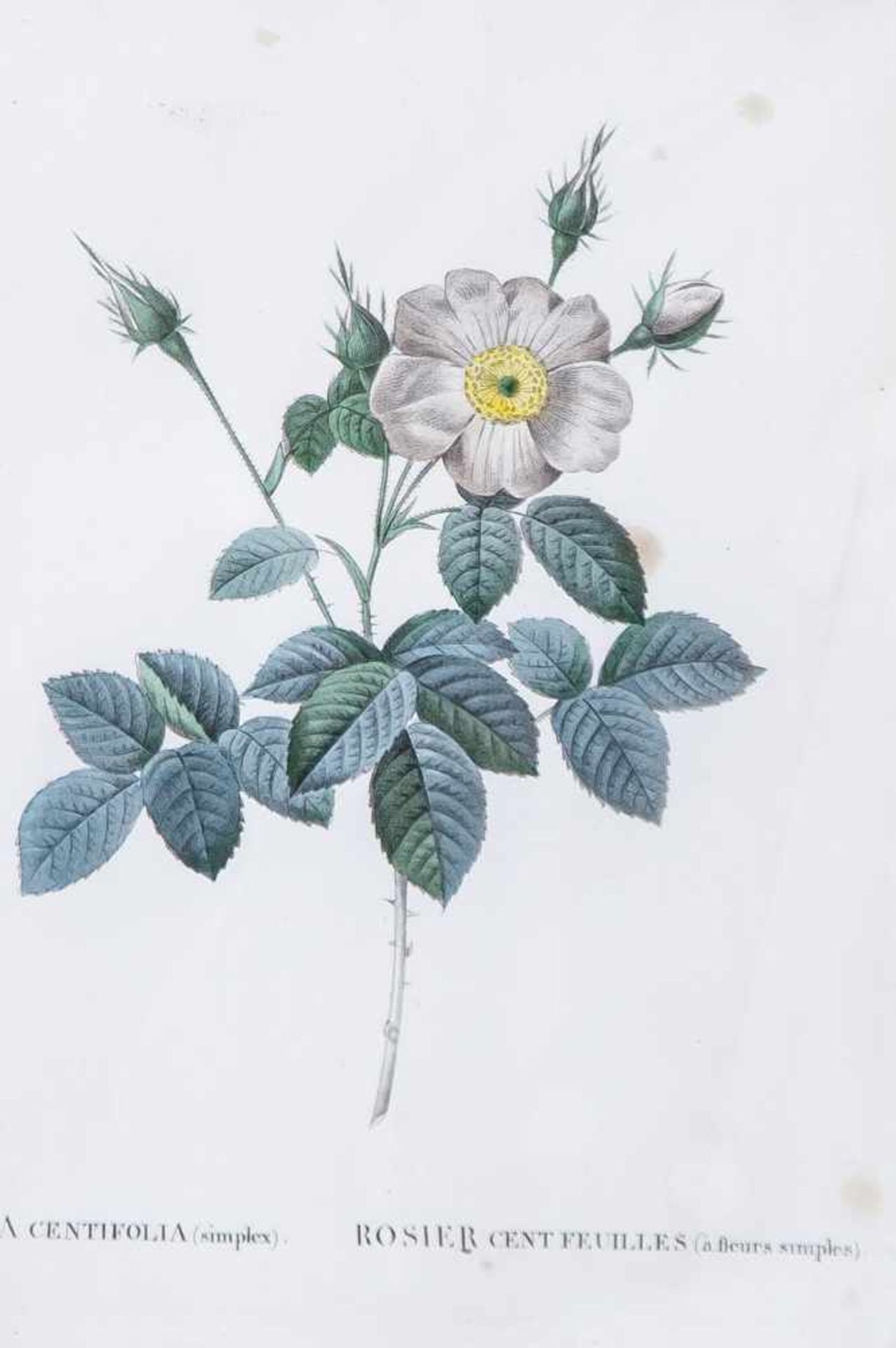 Nach Redouté, Pierre-Joseph (1759-1840), "Rosa Centifolia simplex", kolorierter Kupferstich,