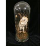 A Victorian taxidermy of an owl under a glass dome