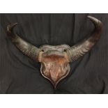 Gaur (bos gaurus) skull & horns mounted on shield.