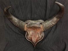 Gaur (bos gaurus) skull & horns mounted on shield.