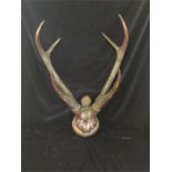 Sambar deer (rusa unicolor) skull & horns mounted on shield.