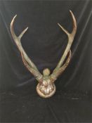 Sambar deer (rusa unicolor) skull & horns mounted on shield.