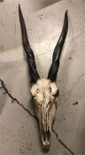Eland horns and skull
