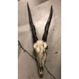 Eland horns and skull