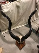 Great Kudu mounted horns