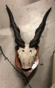 Eland horns with part skull, mounted
