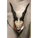 Eland horns with part skull, mounted