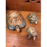 Three Wade tortoise, various sizes