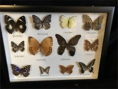 A Case of Butterflies