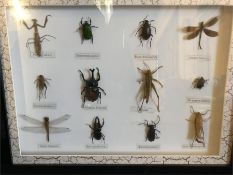 A Case of Insects