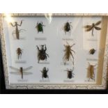 A Case of Insects