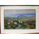 C. Goddard, SHEEP GRAZING ON A HILL, watercolour, signed, framed, 27.5 x 45 cm